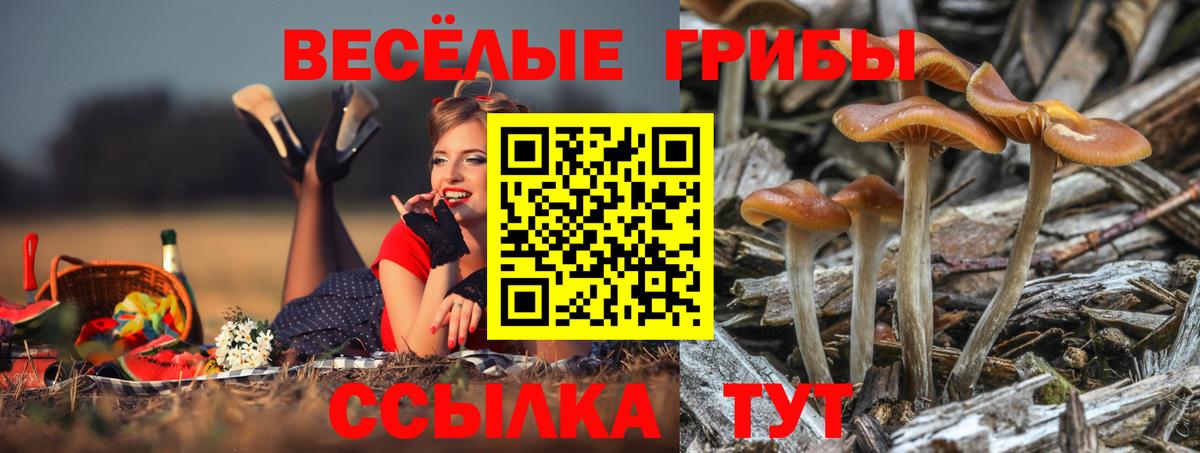 Псилоцибиновые грибы Psilocybe Новотроицк